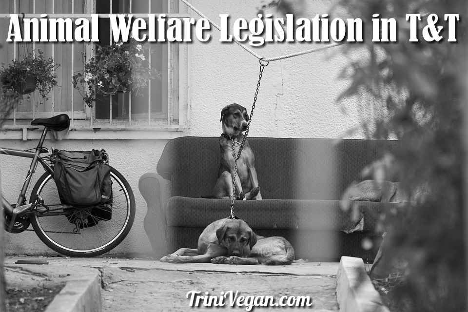 Animal Welfare Legislation Laws In Trinidad & Tobago