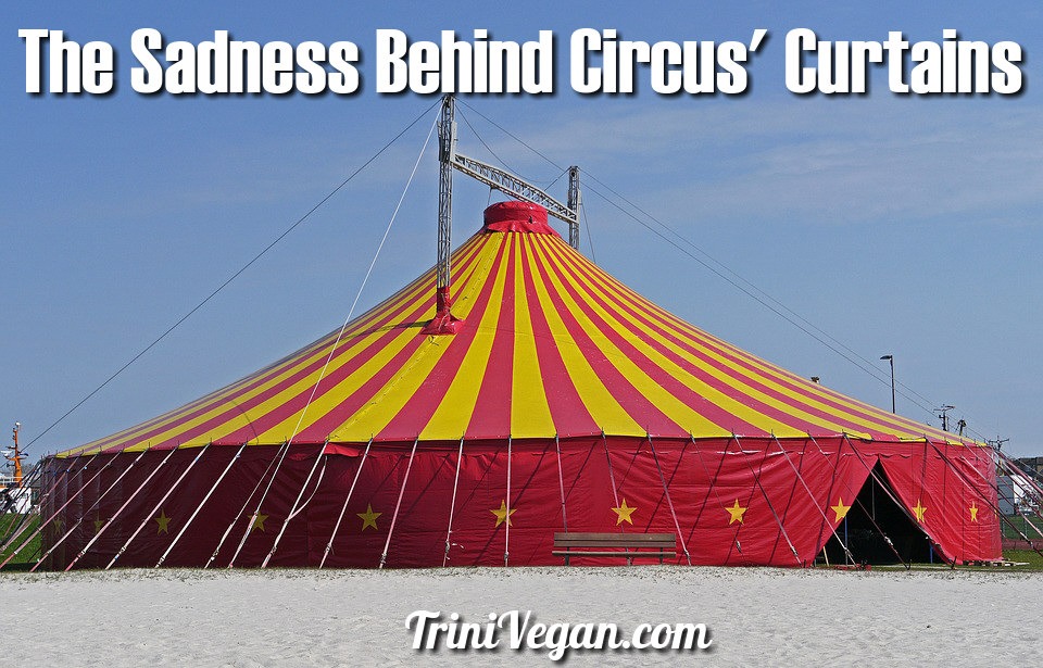 The Sadness Behind Circus’ Curtains