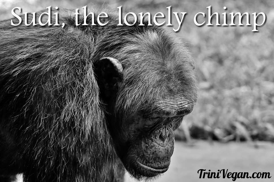 Sudi, The Lonely Chimp