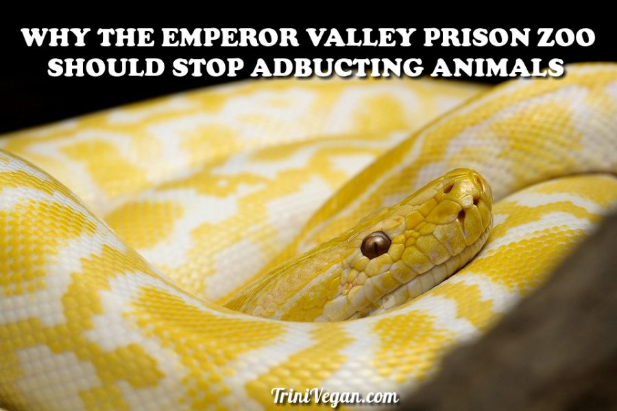 The Reason Why The Emperor Valley Prison Zoo Should Stop Abducting Animals!