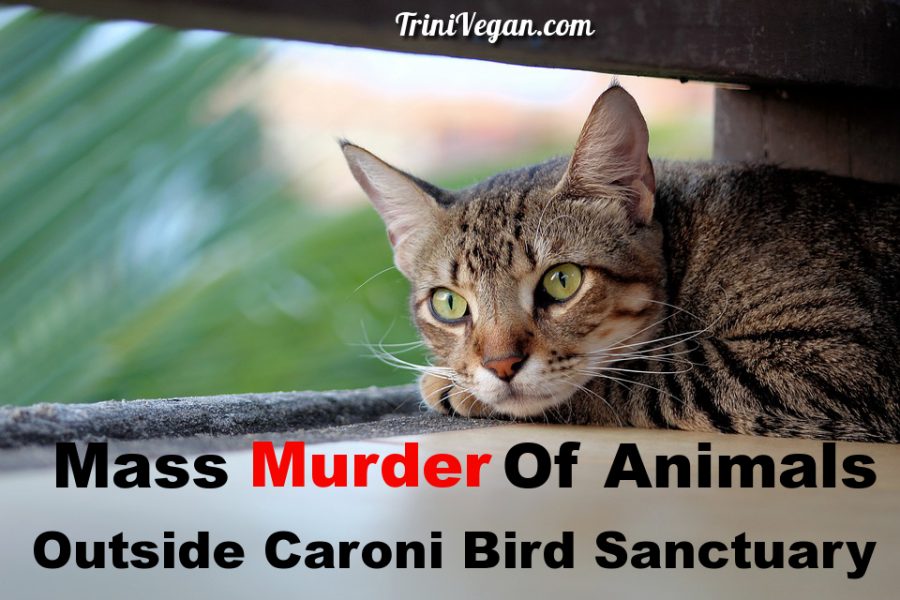 Mass Murder Of Animals Outside Caroni Bird Sanctuary