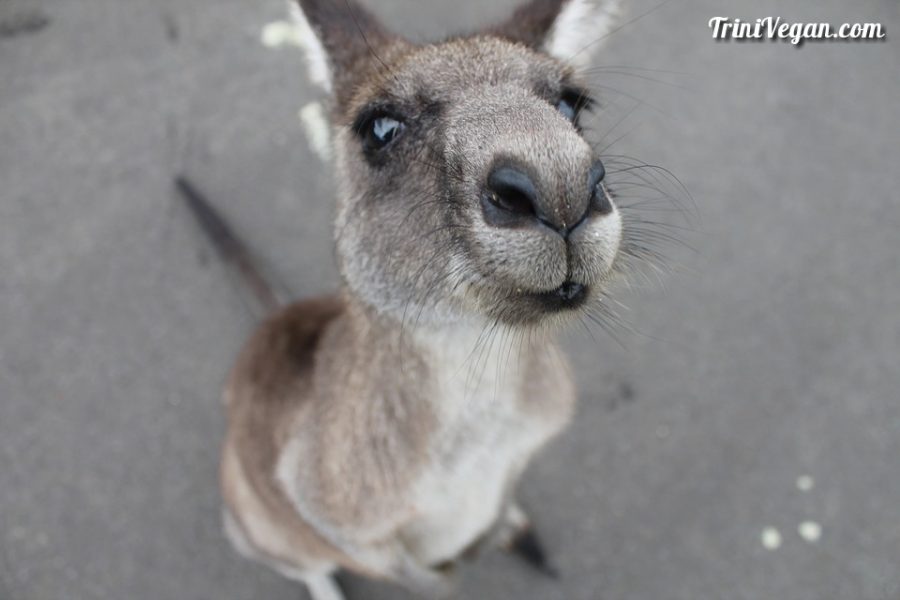 Another Animal Dies At The Emperor Valley Prison