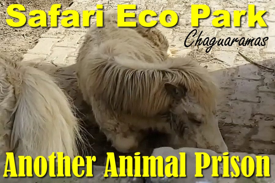 Safari Eco Park Chaguaramas: Another Animal Prison ecoponny