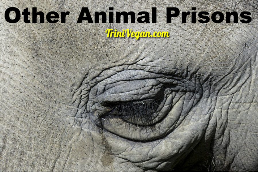 Other Animal Prisons